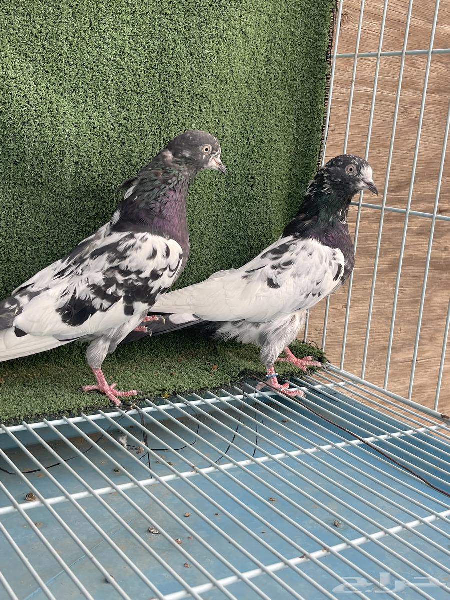 حمام باكستاني للبيع64568362131969111