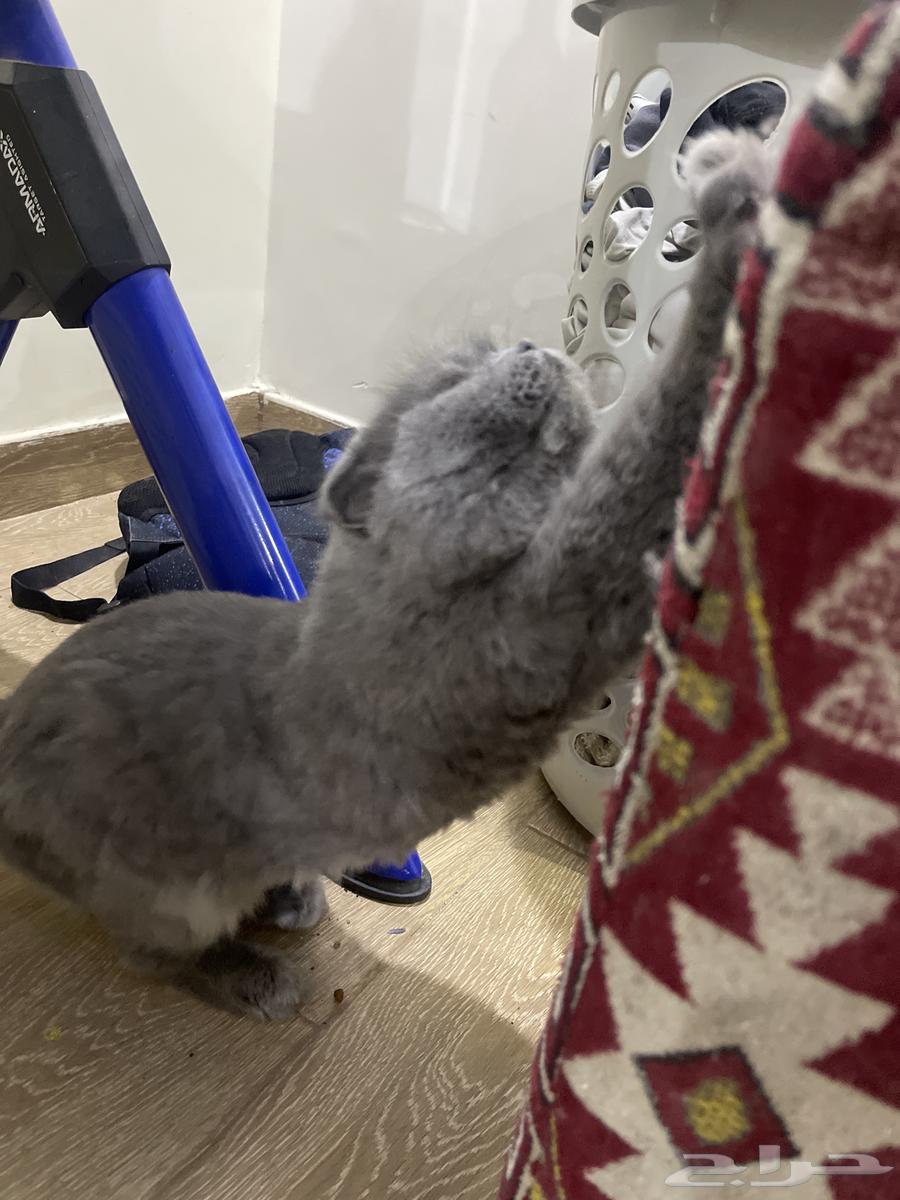 ( البيع ) قطه سكوتش مهجن شيرازي لطيفه و تتعود عليك بسرعه64563536182402111