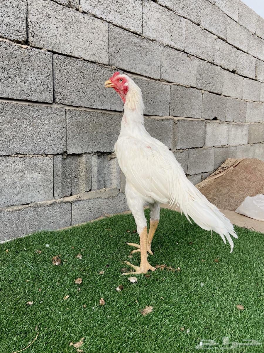 تم البيع الله يبارك لمن شراء64568440217986110