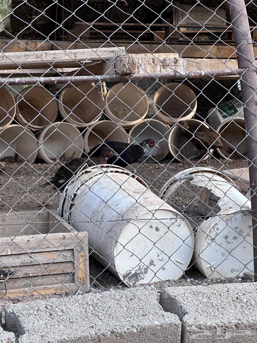 فزنت للبيع ذكور فقط64566382044930111