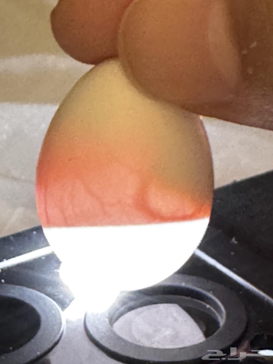 Productive Pair of the Day64566879546113111