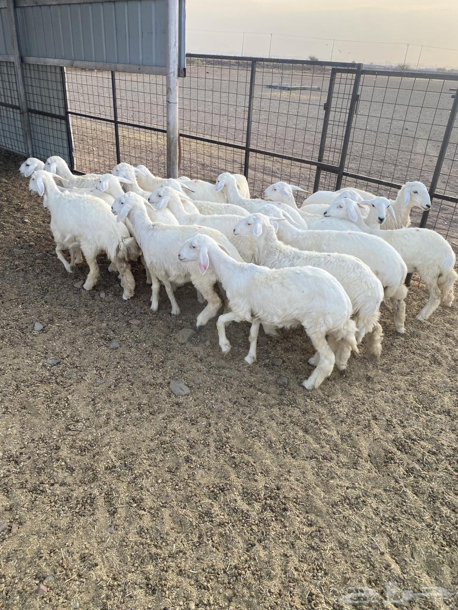 رخال مقنوي تم البيع64564102457473110