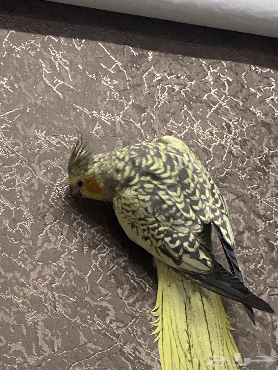 حيوانات بغبغاء كارون فراشة300 ريال64570669156994110