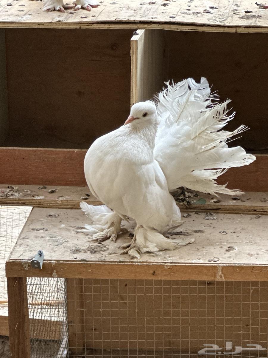 Pigeons64567725278210113