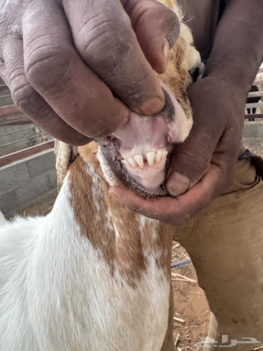 تيس جذع للبيع64568423435521111