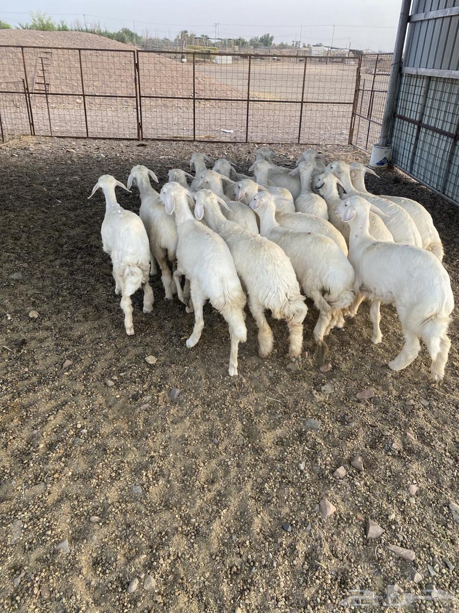 رخال مقنوي تم البيع64564102457473112