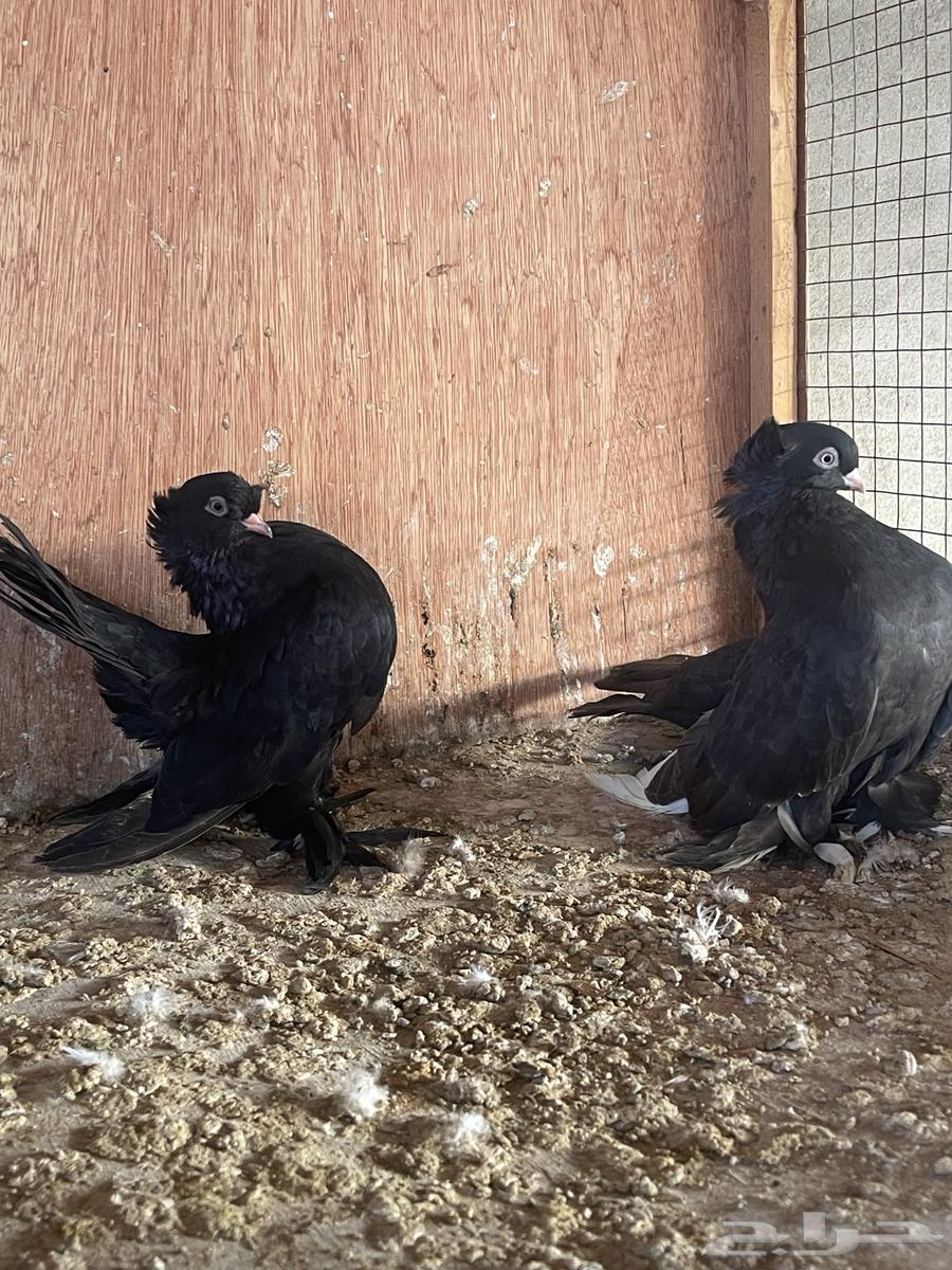 حمام جاوا انواع مختلفه64568467889154113