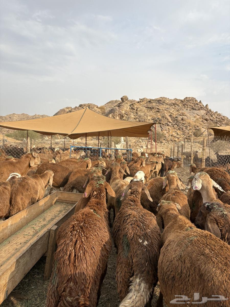 طليان سواكن حمري64568030149507110