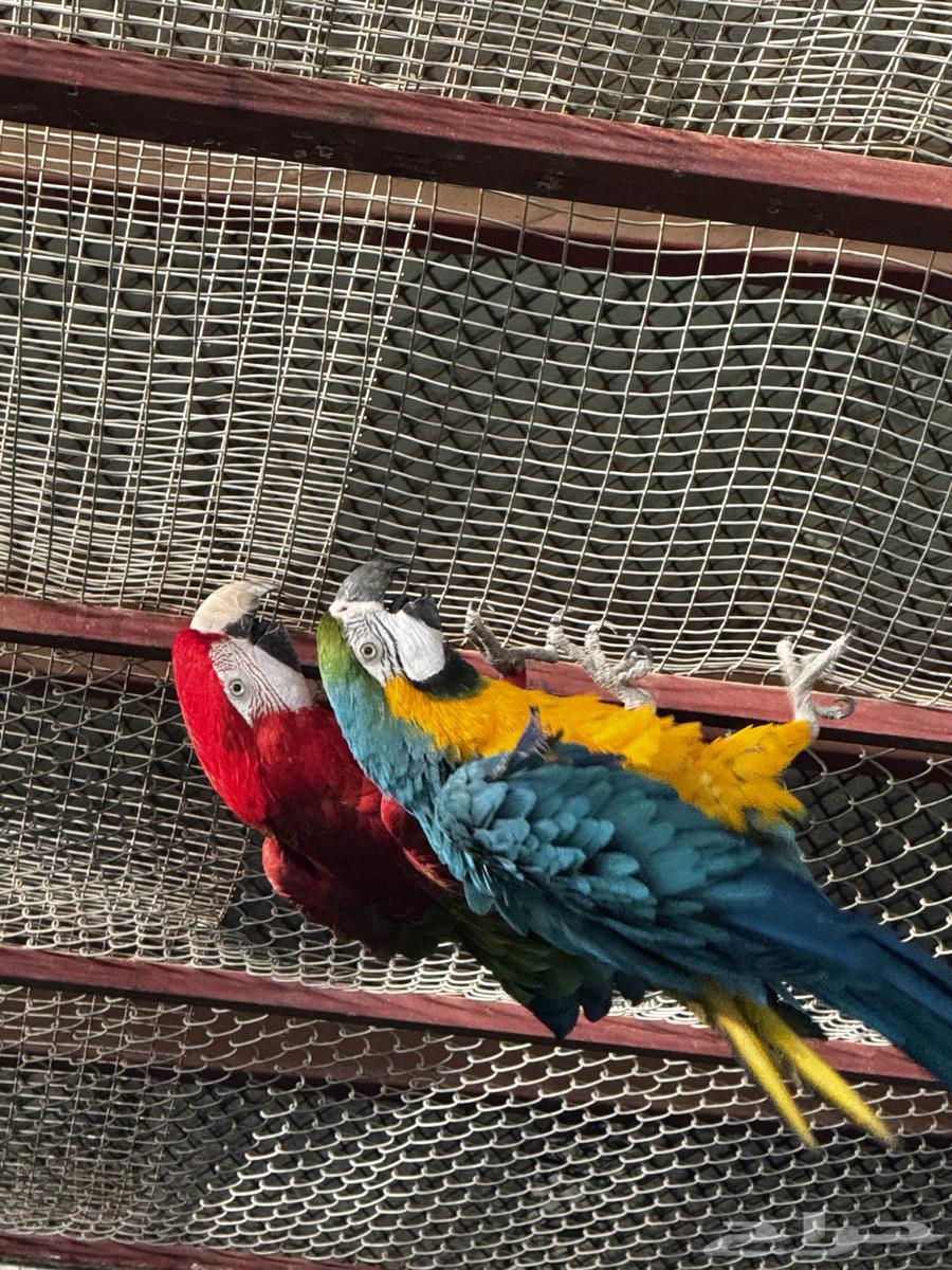 للبيع جوز مكاو قرين وينق وبلو اند قولد جاهز للانتاج64569562729473113