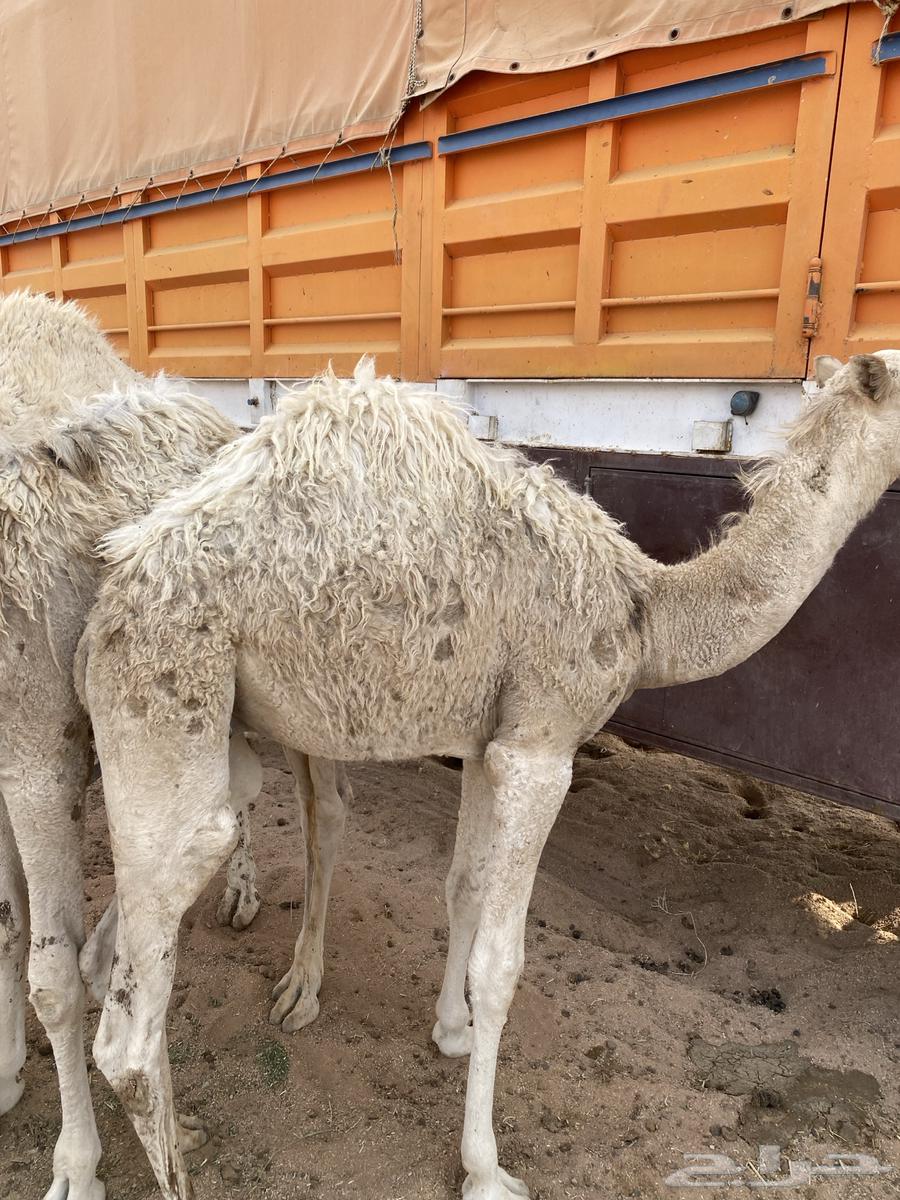 حشو للبيع64567392797313113