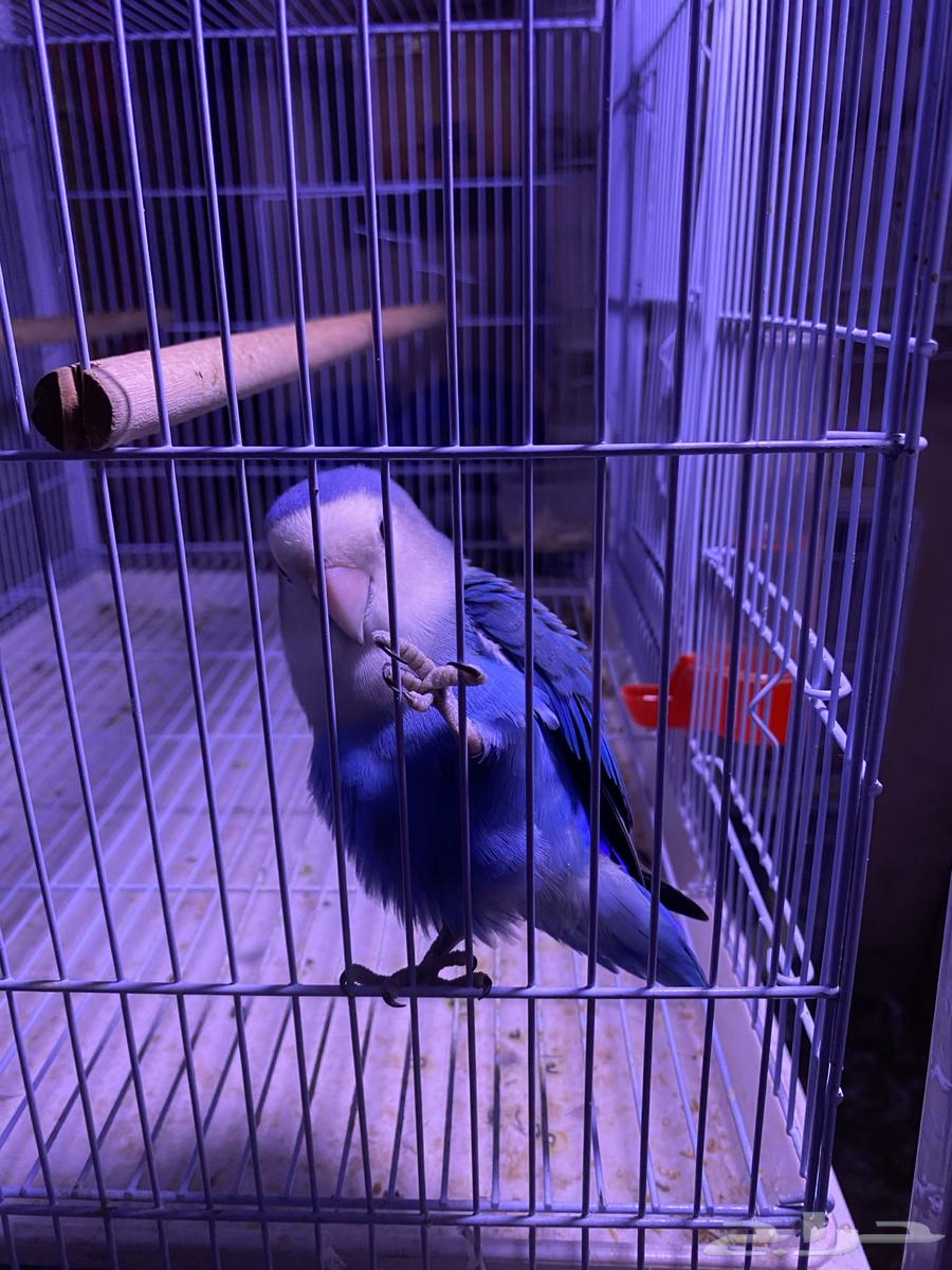 ذكر روز فايلوت منتج (تم البيع)64569522135171110