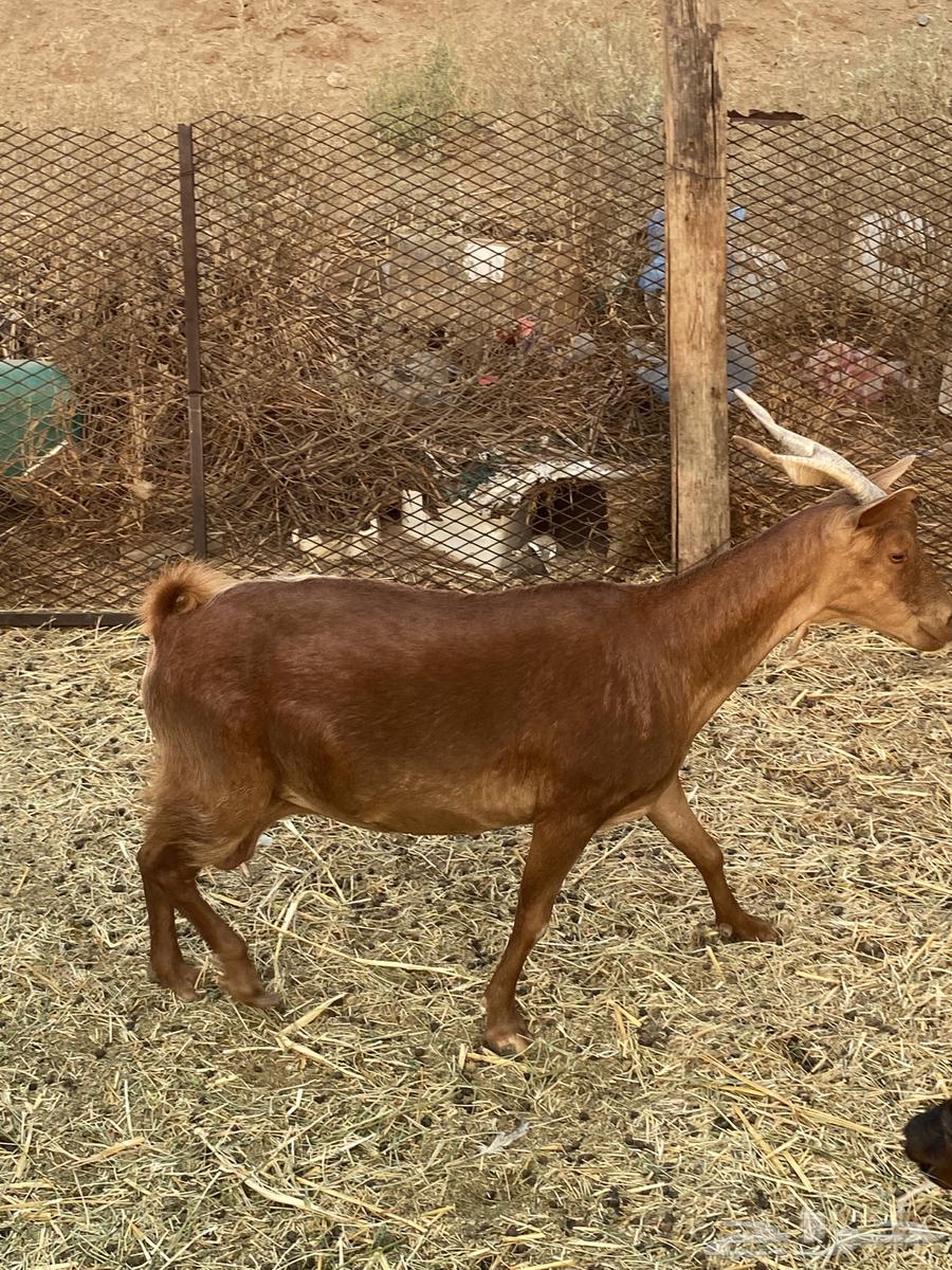 محايلات دهم دفيع64566755733506114