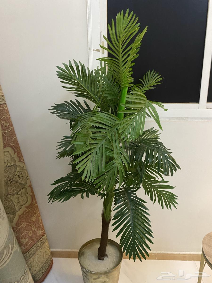 شجرة بلاستيك64571106604802111