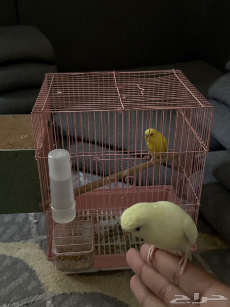 زوج بادجي64564379404289110