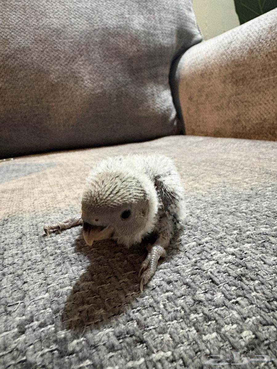 Farkh Rose (Sold)64563480519811110