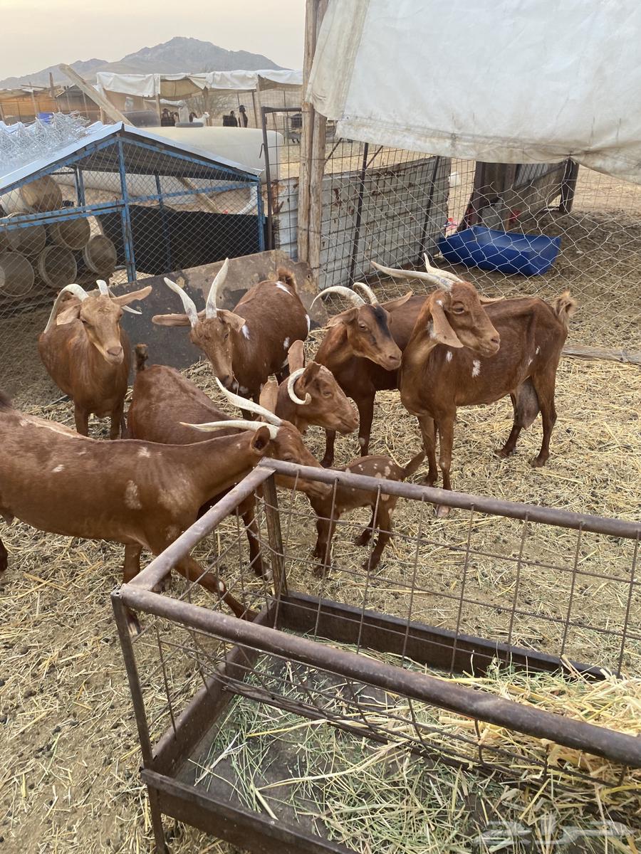 محايلات دهم دفيع64566755733506111