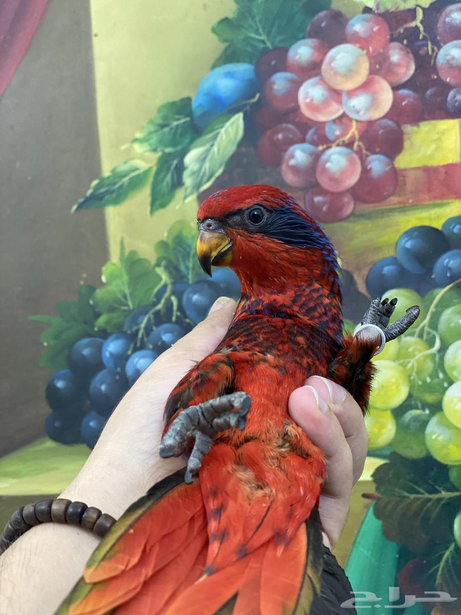 تم البيع فرخ لوري64563563817730113