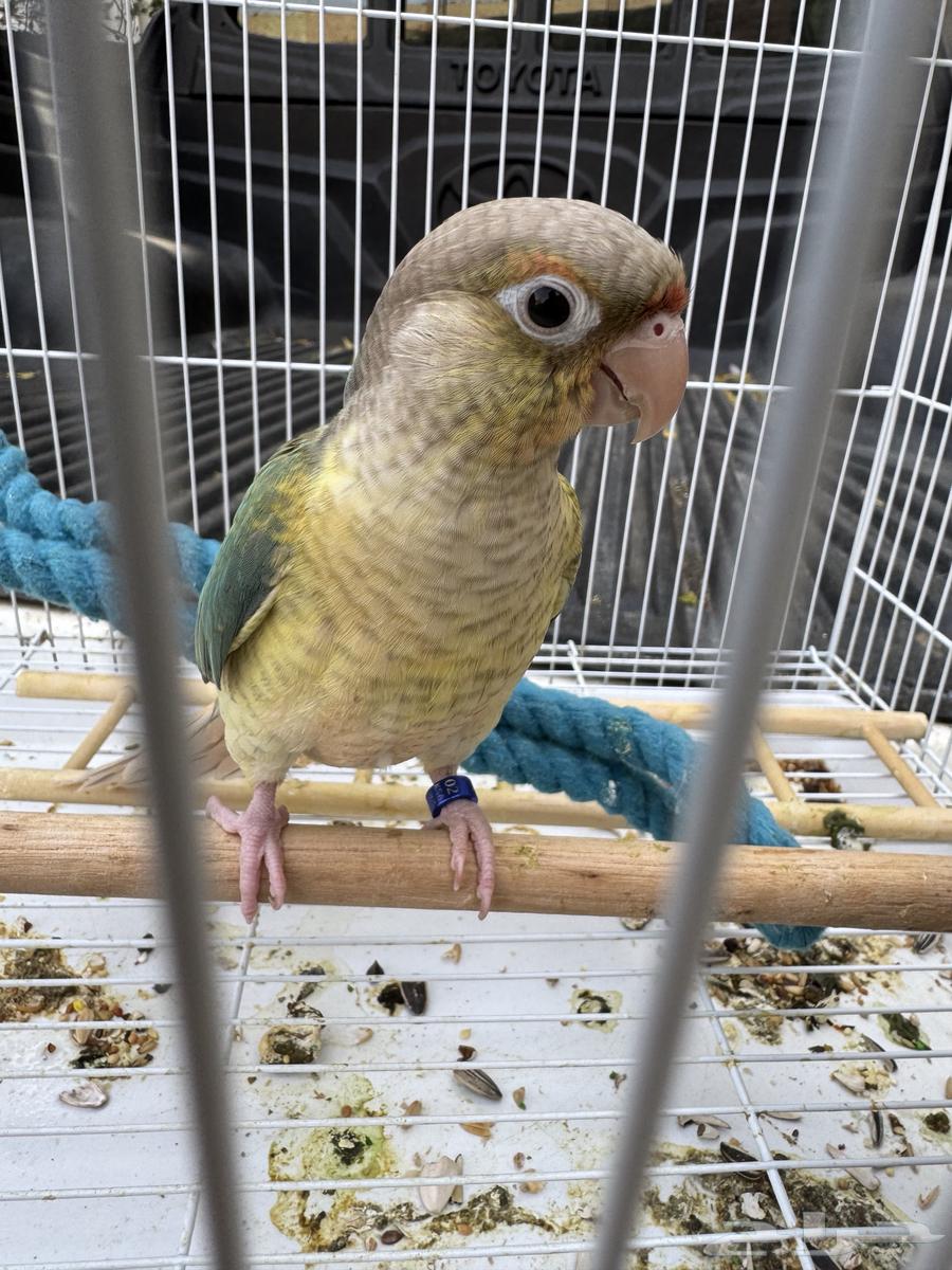 كنيور تركواز64567462029571110