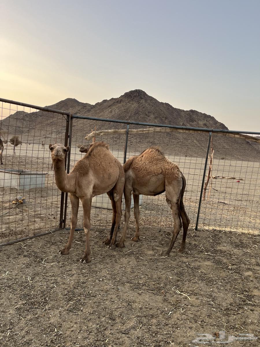 قعود وبكره حشو للبيع64566382075009110