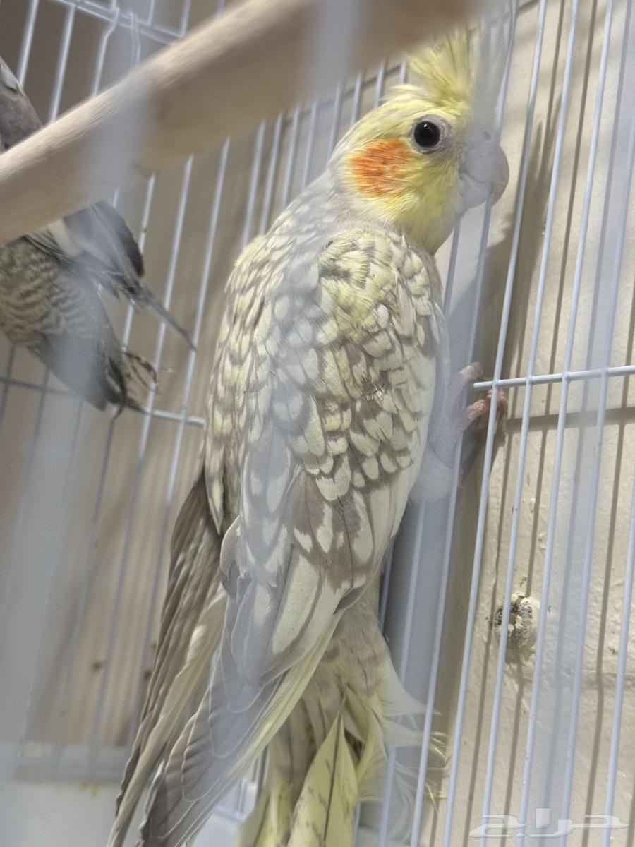 Crowns64568811224961113