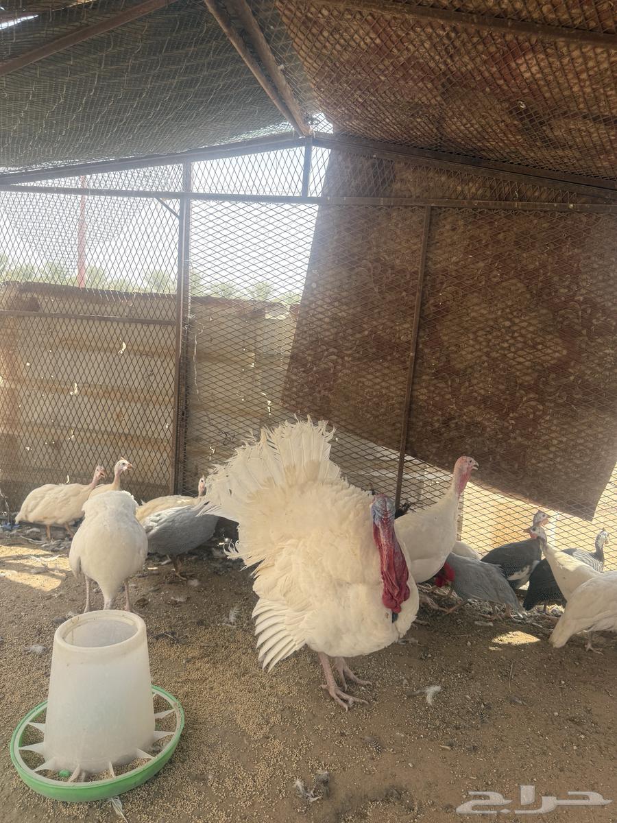 طقم رومي للبيع 3حبات64565870303491111