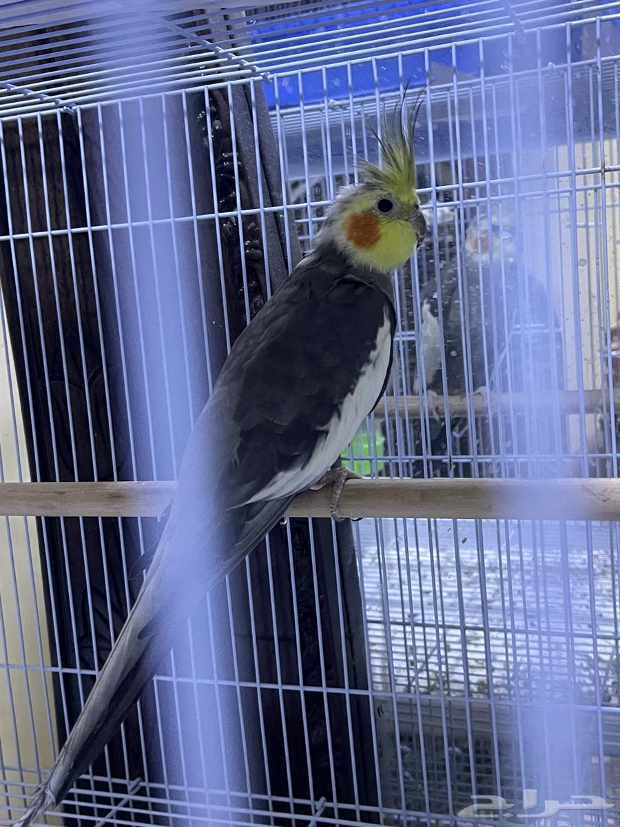 جوز روز - جوز كنيور64570162490626111