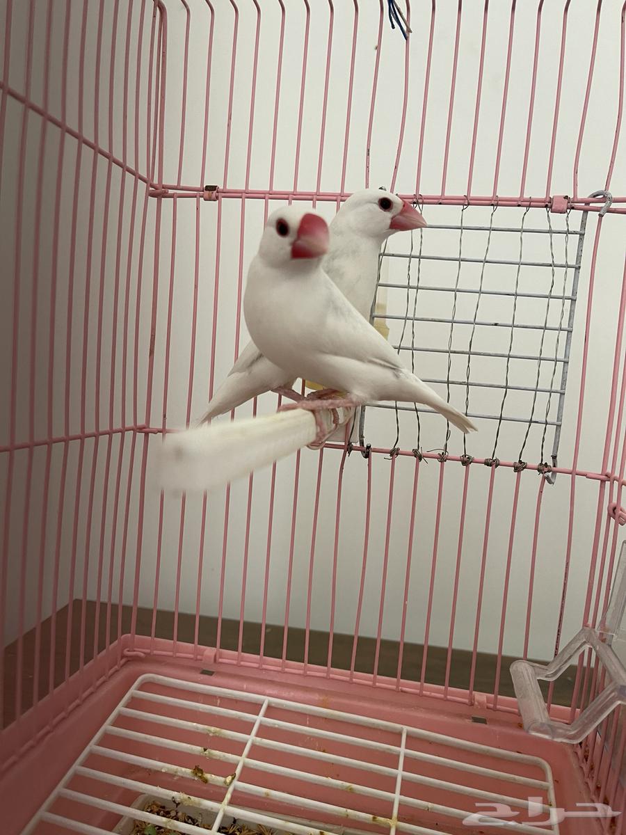 جوز جاوا البينو فاخر64516964390403111