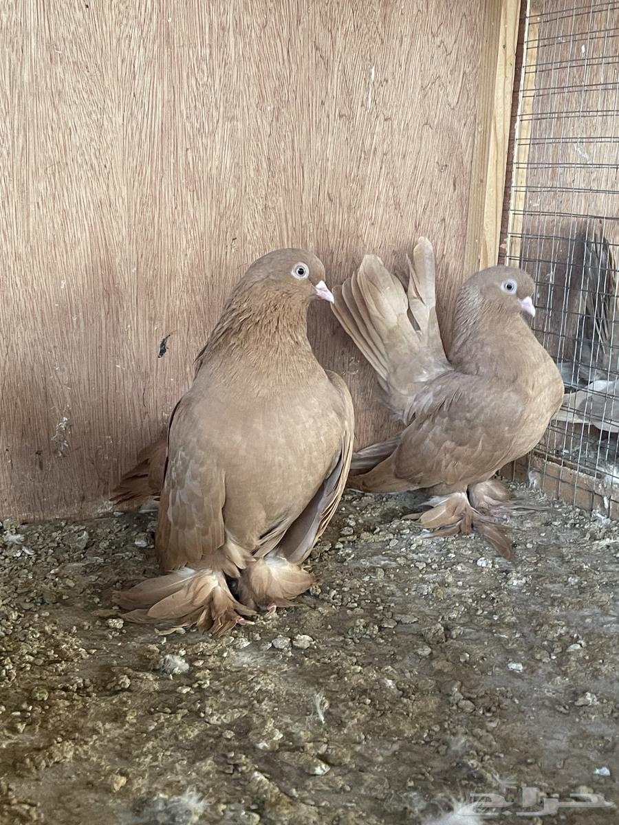 حمام جاوا انواع مختلفه64568467889154111