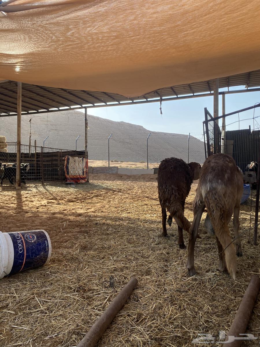 Hamriat Jutha'an for sale64563923121539113