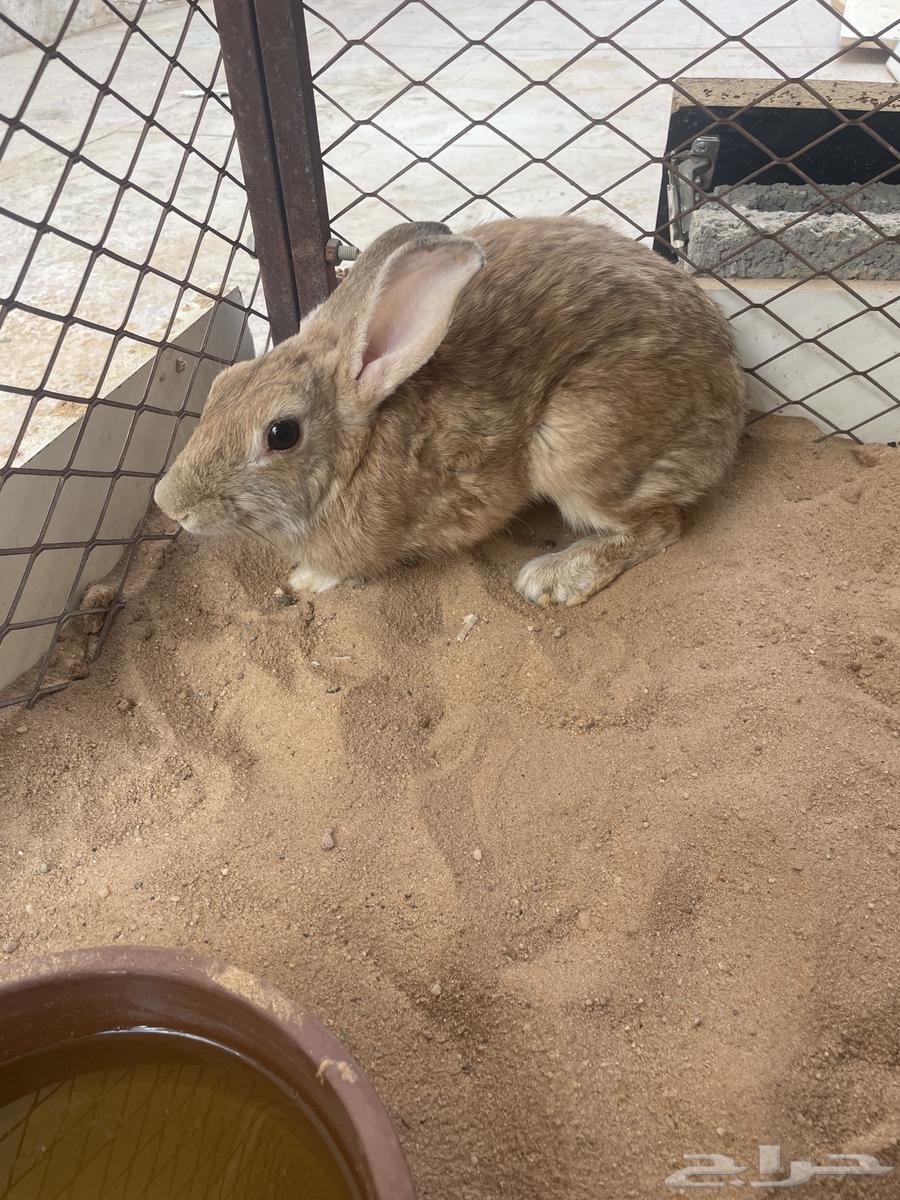 أرنب للبيع64567877873155110