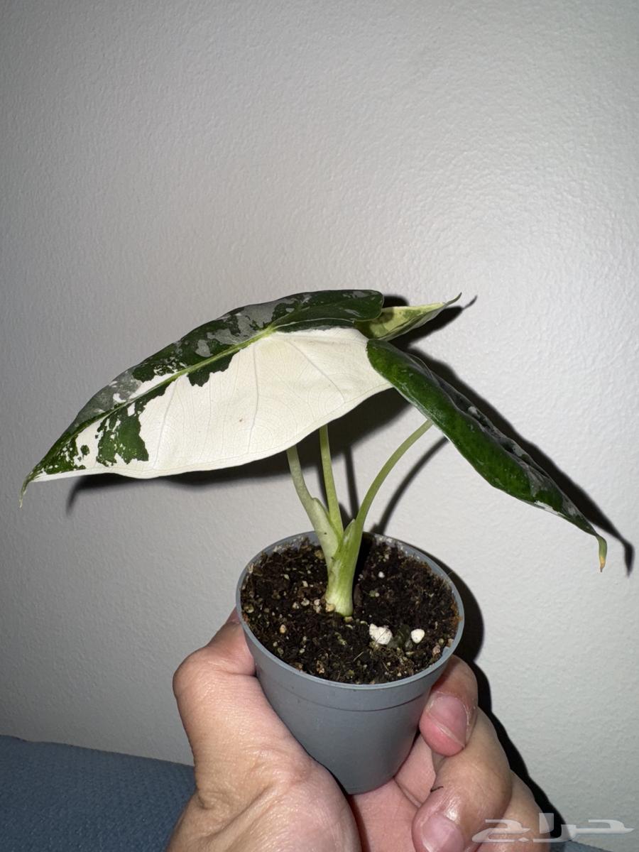 نبات الوكاسيا64565856391042110