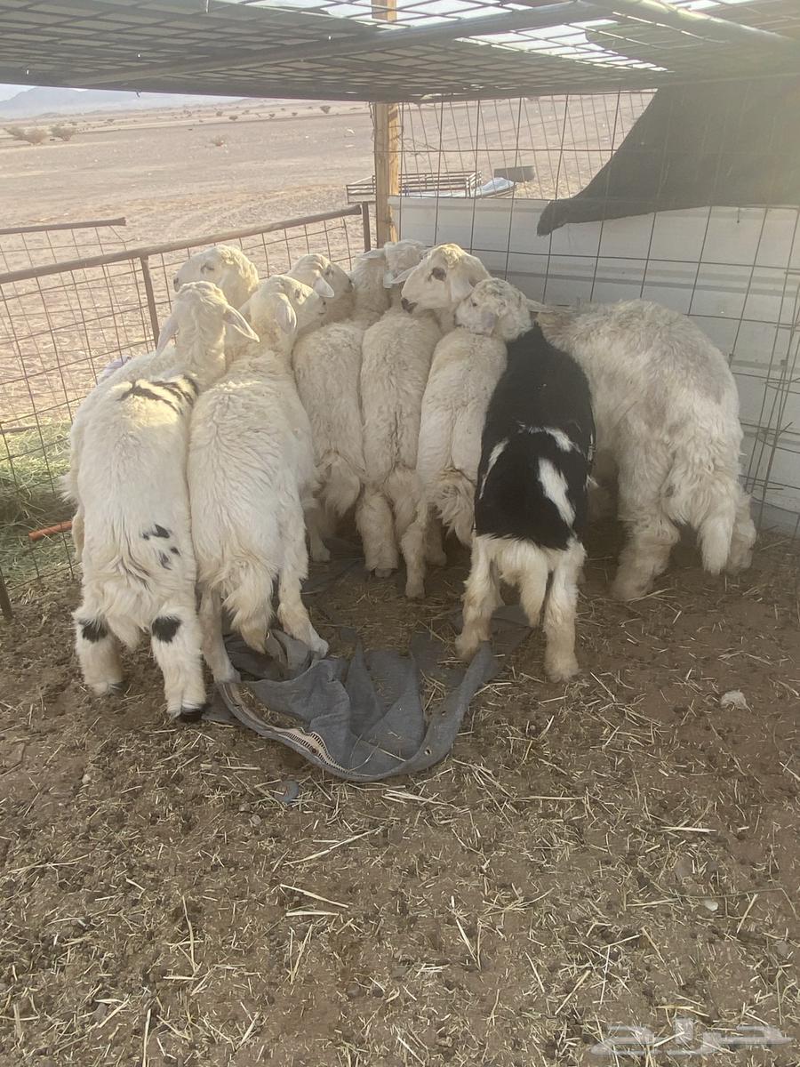 8 خروف ذبايح طيبه الموقع الحناكيه64568209662851113