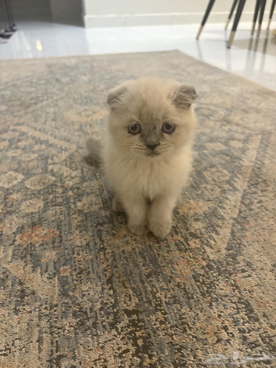 قطة للبيع لعوبه جميله64566893733506111