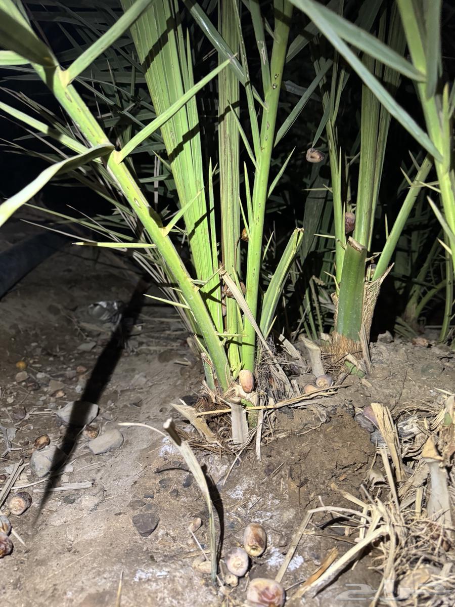 نخل64569698858626111