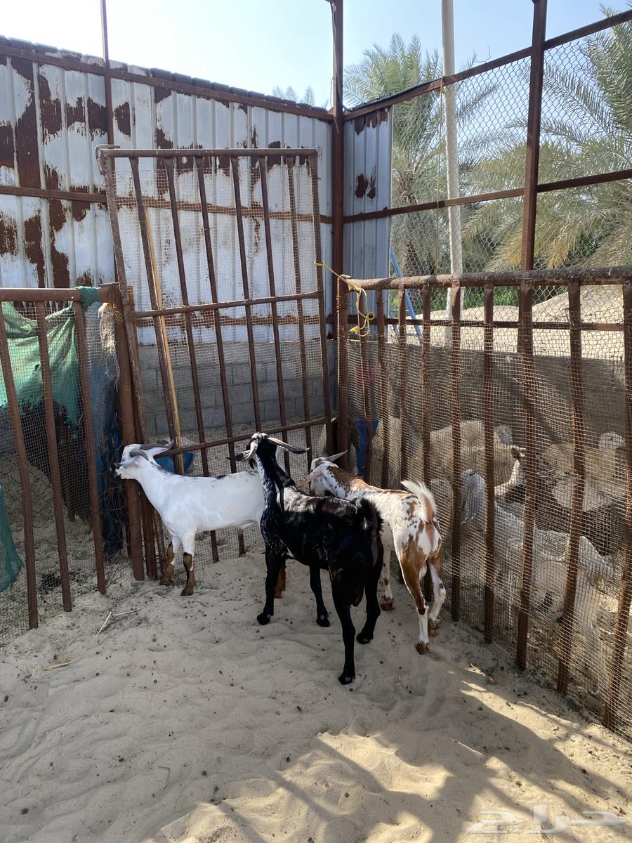 تيوس جنوبية وبيشية ذبايح تم البيع64570012334466111