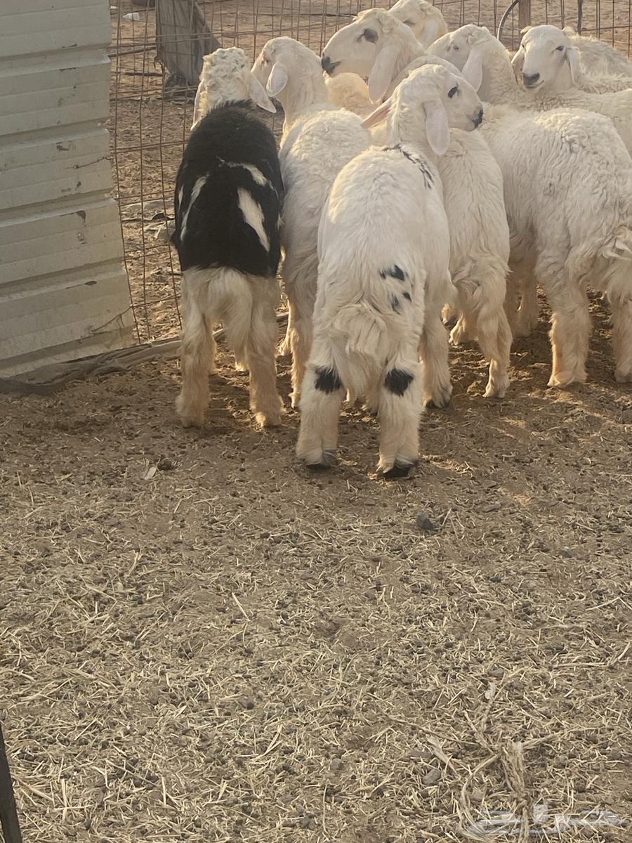 8 خروف ذبايح طيبه الموقع الحناكيه64568209662851112