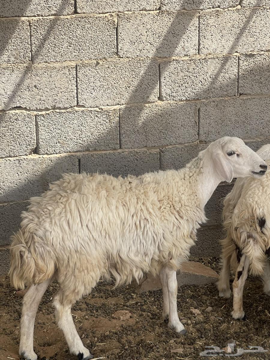 حرية متبع السن ثنيه بكر64564963724801111