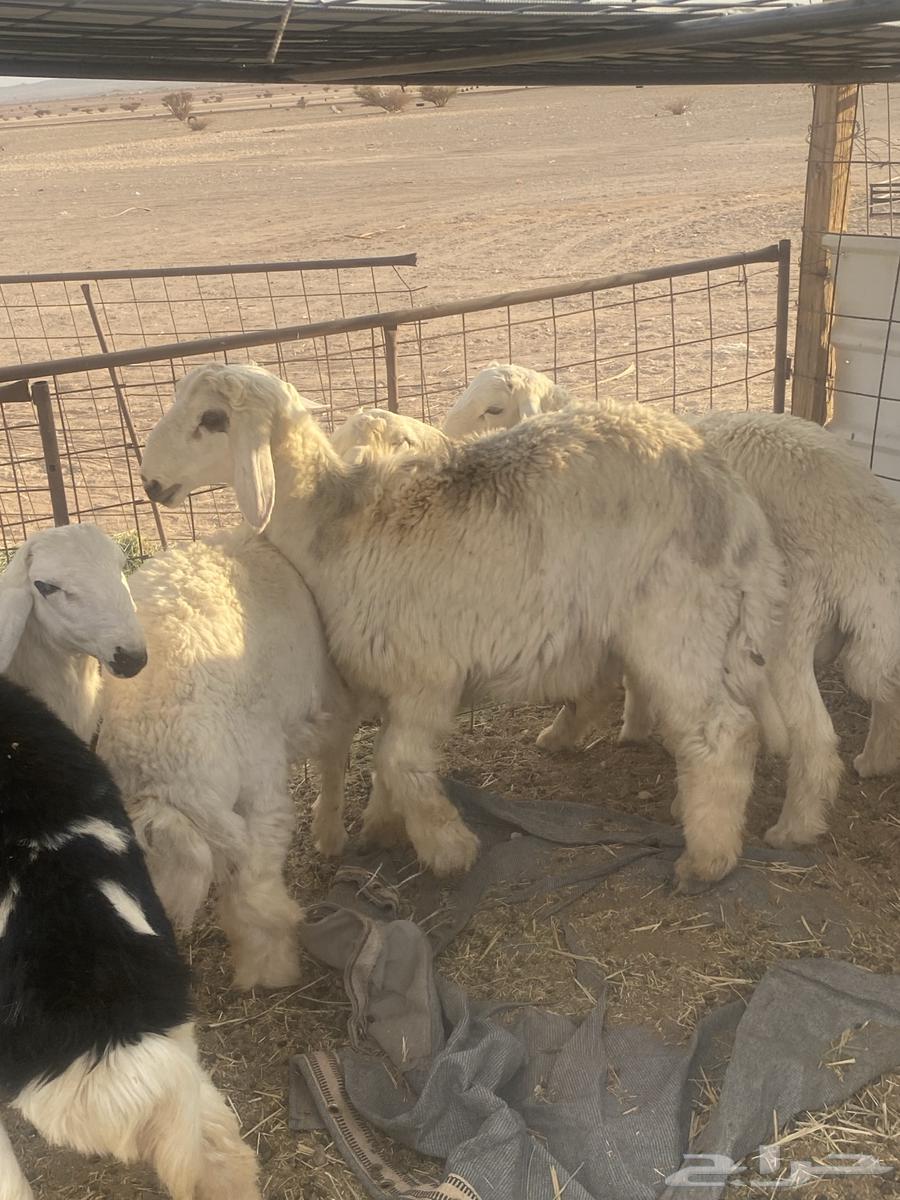 8 خروف ذبايح طيبه الموقع الحناكيه64568209662851111