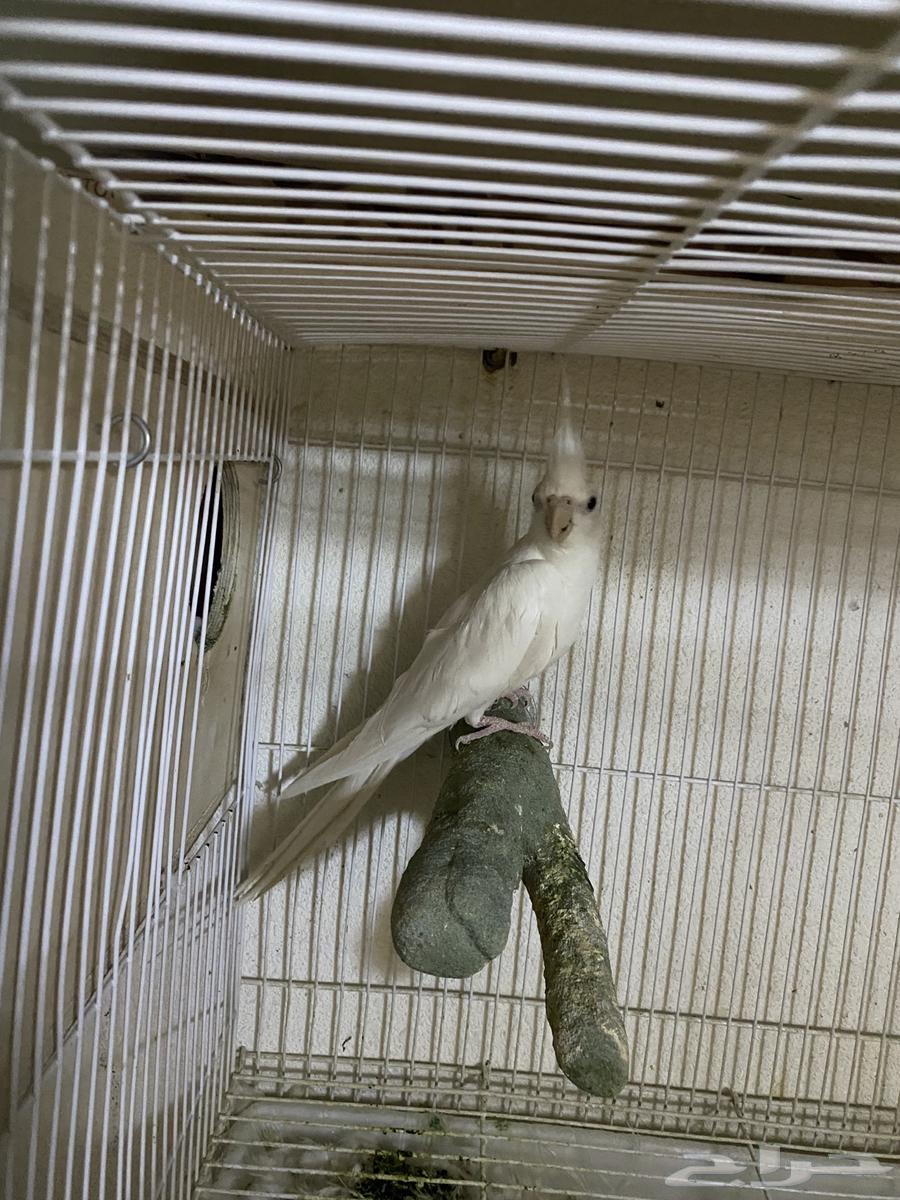 زوج كروان البينو64564726789762111