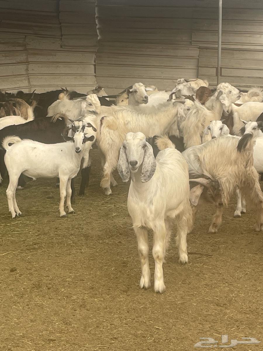 Local goats for sale, free with slaughter and delivery64565925674754114
