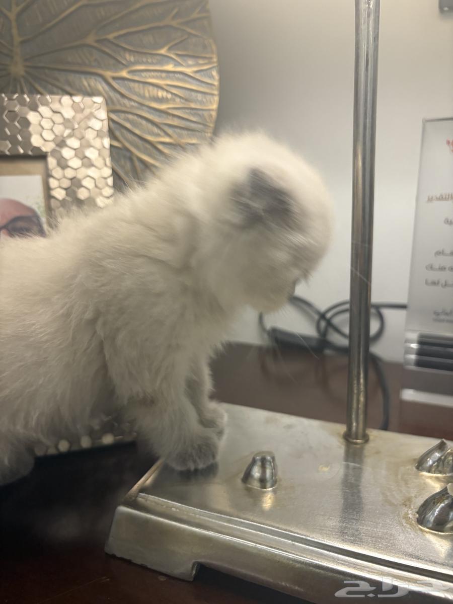 قطة للبيع لعوبه جميله64566893733506113