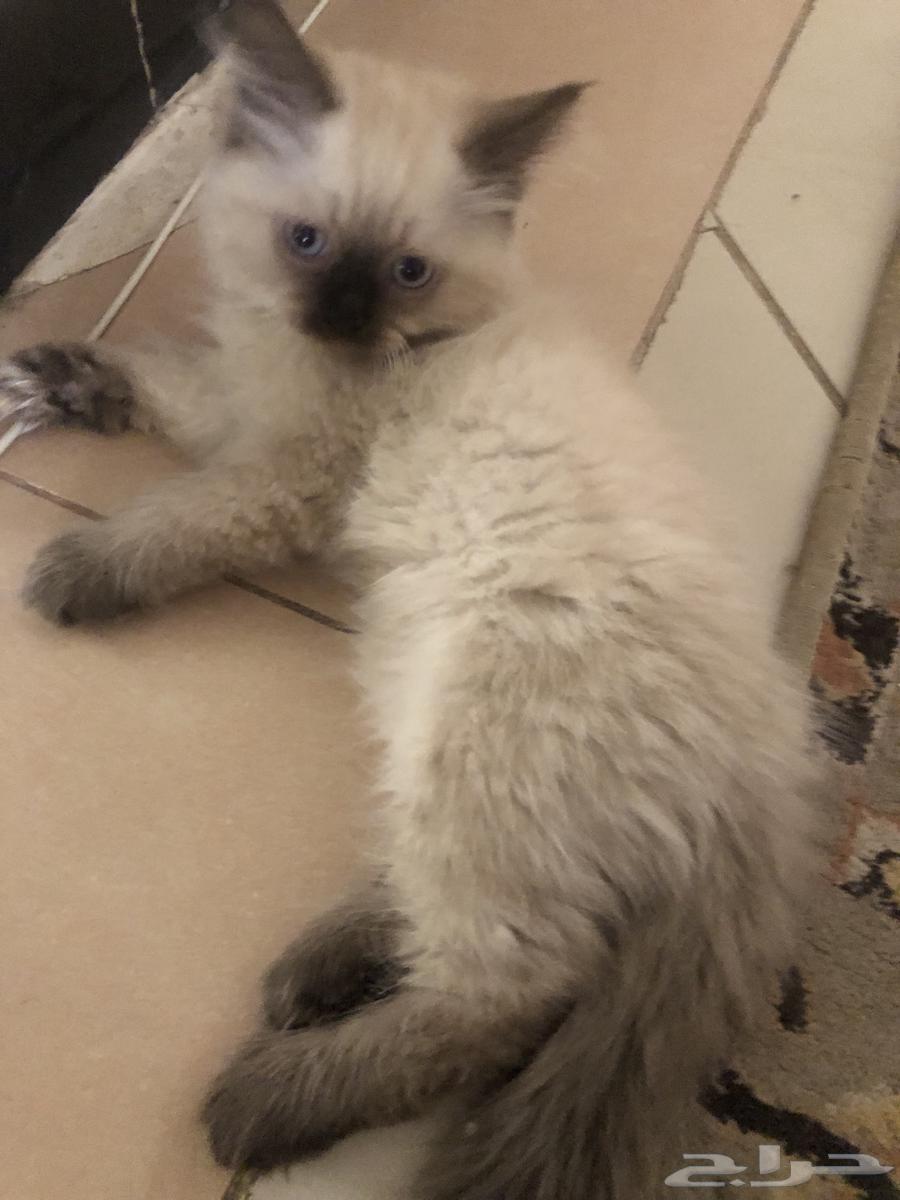 قطط هملايا للبيع64566479368835113