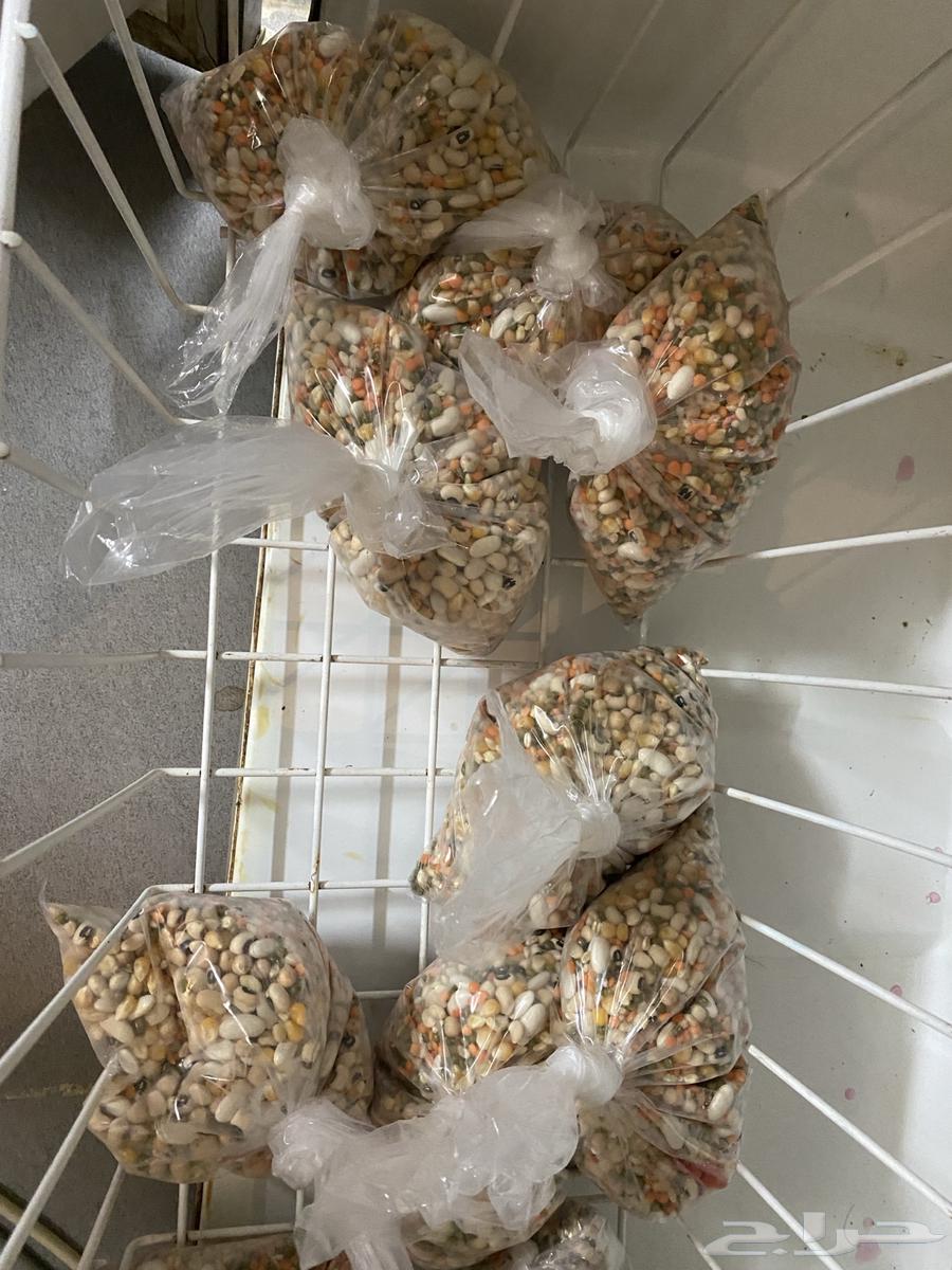 منقوع لطيور64568934131586110