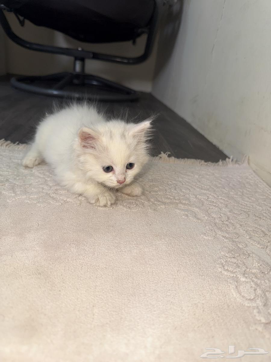 بس شيرازي العمر اقل من شهر64566603367426110