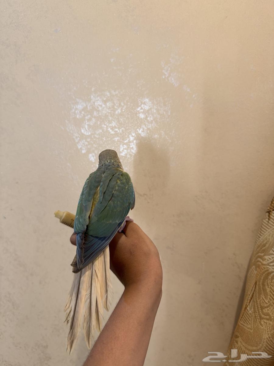 كنيور تركواز64567462029571111