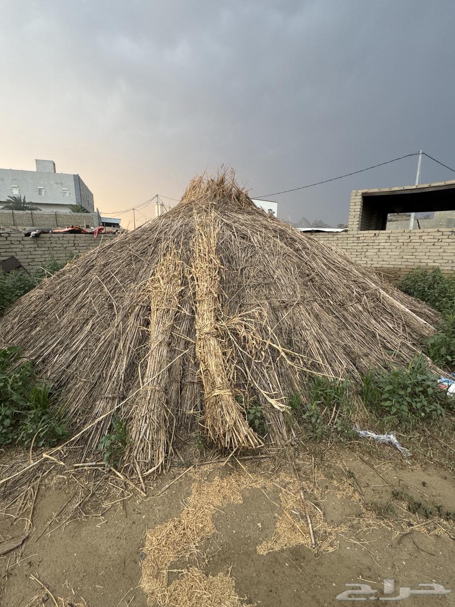 علف ذره بيضاء64568423478913111