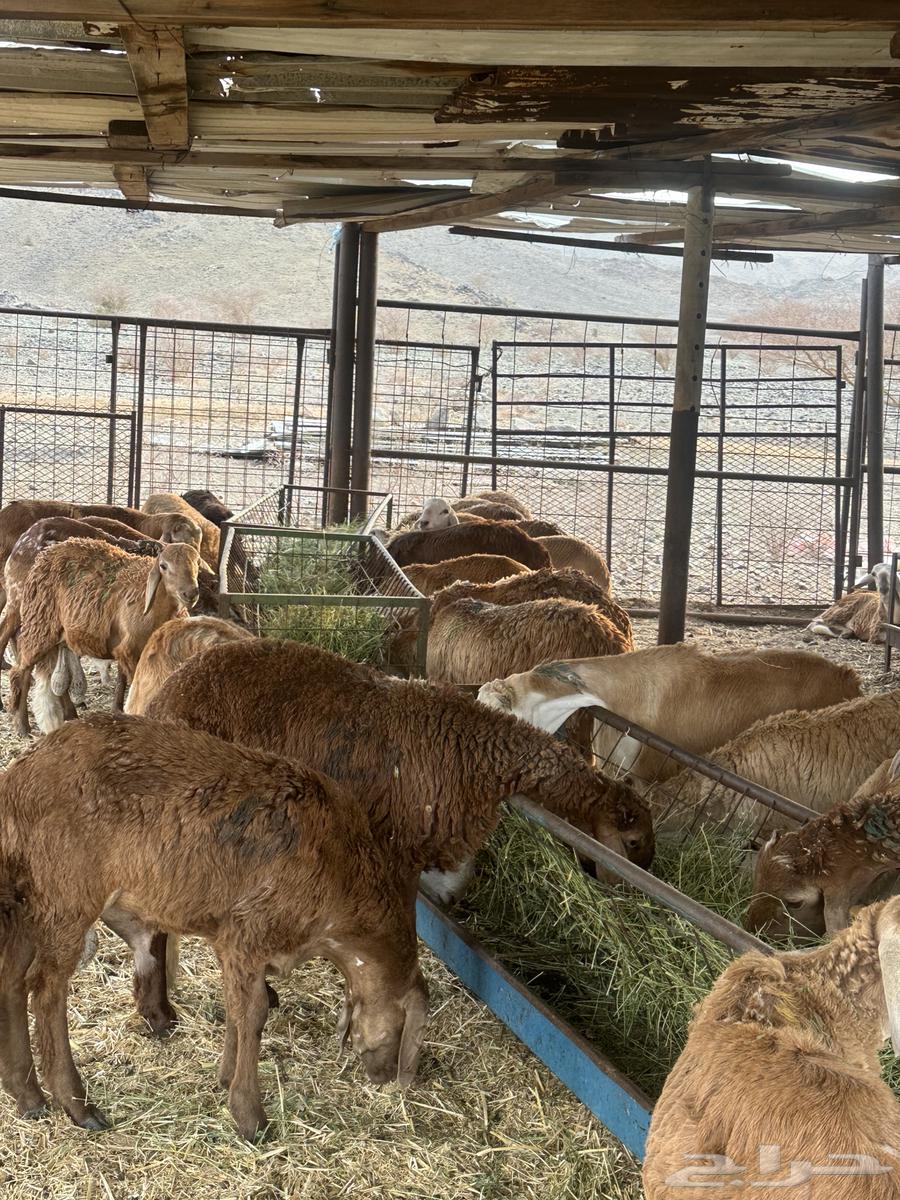 Talians Suwakin Breeding Number 3064568961488258113