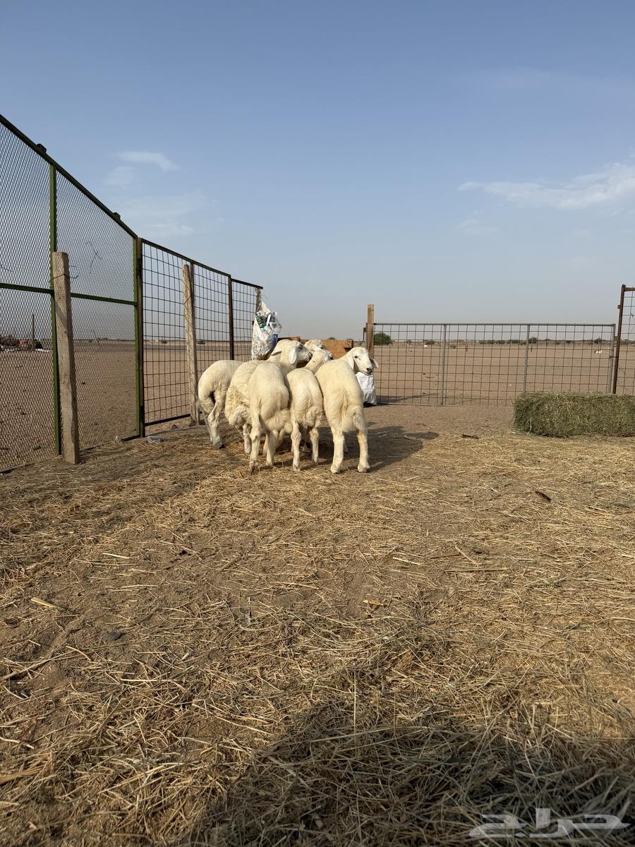 طليان لباني تم البيع64564504326913111