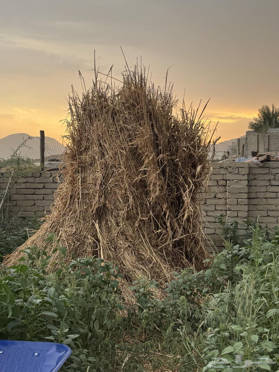 علف ذره بيضاء64568423478913110