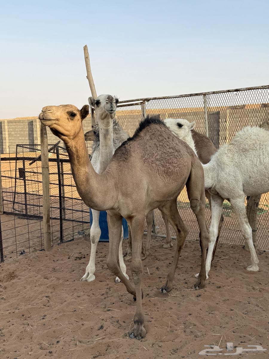 عدد 8 قعدان للبيع64567128961537110